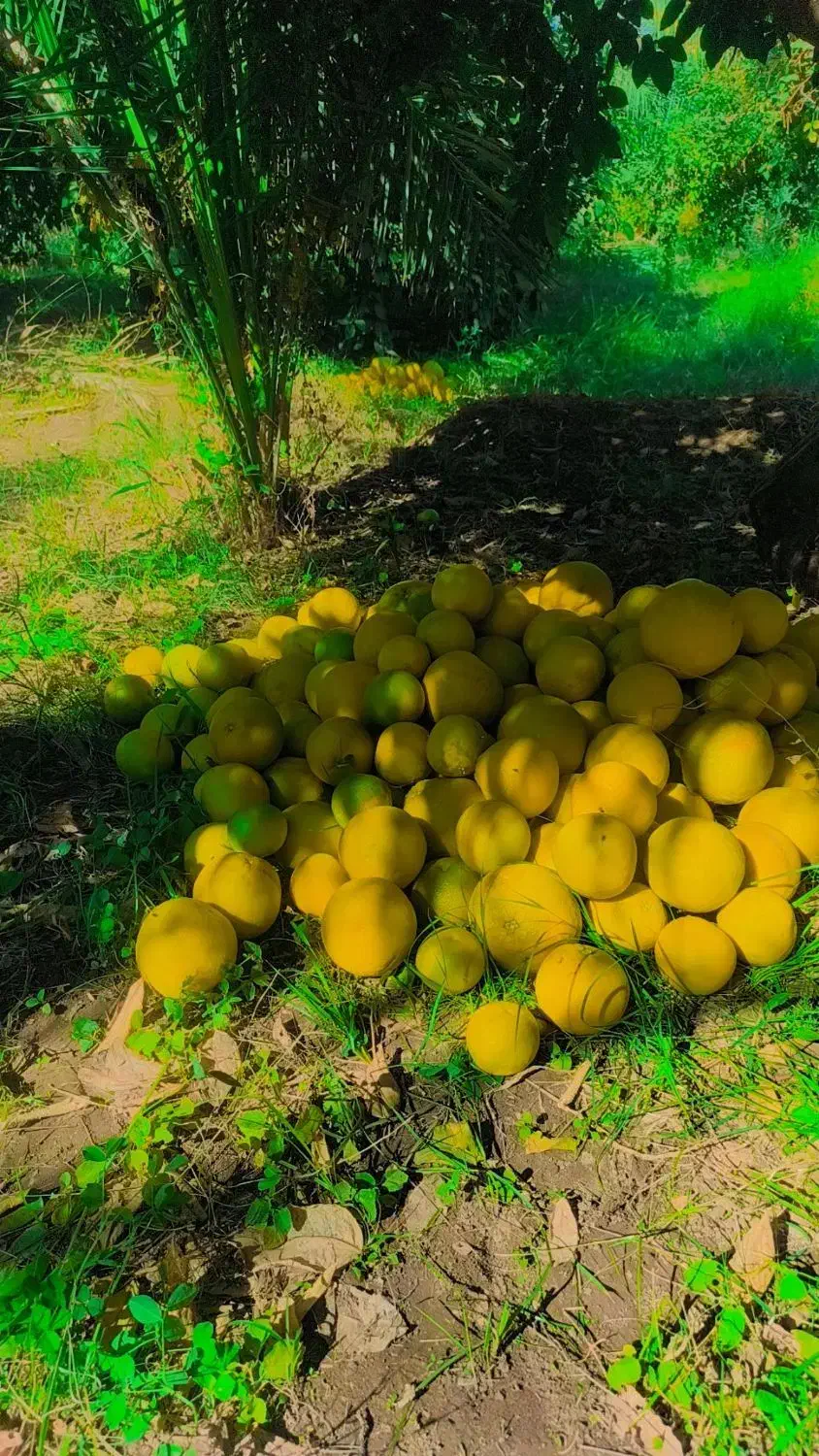 گیریفروت|خوردنی و آشامیدنی|فهرج, |دیوار