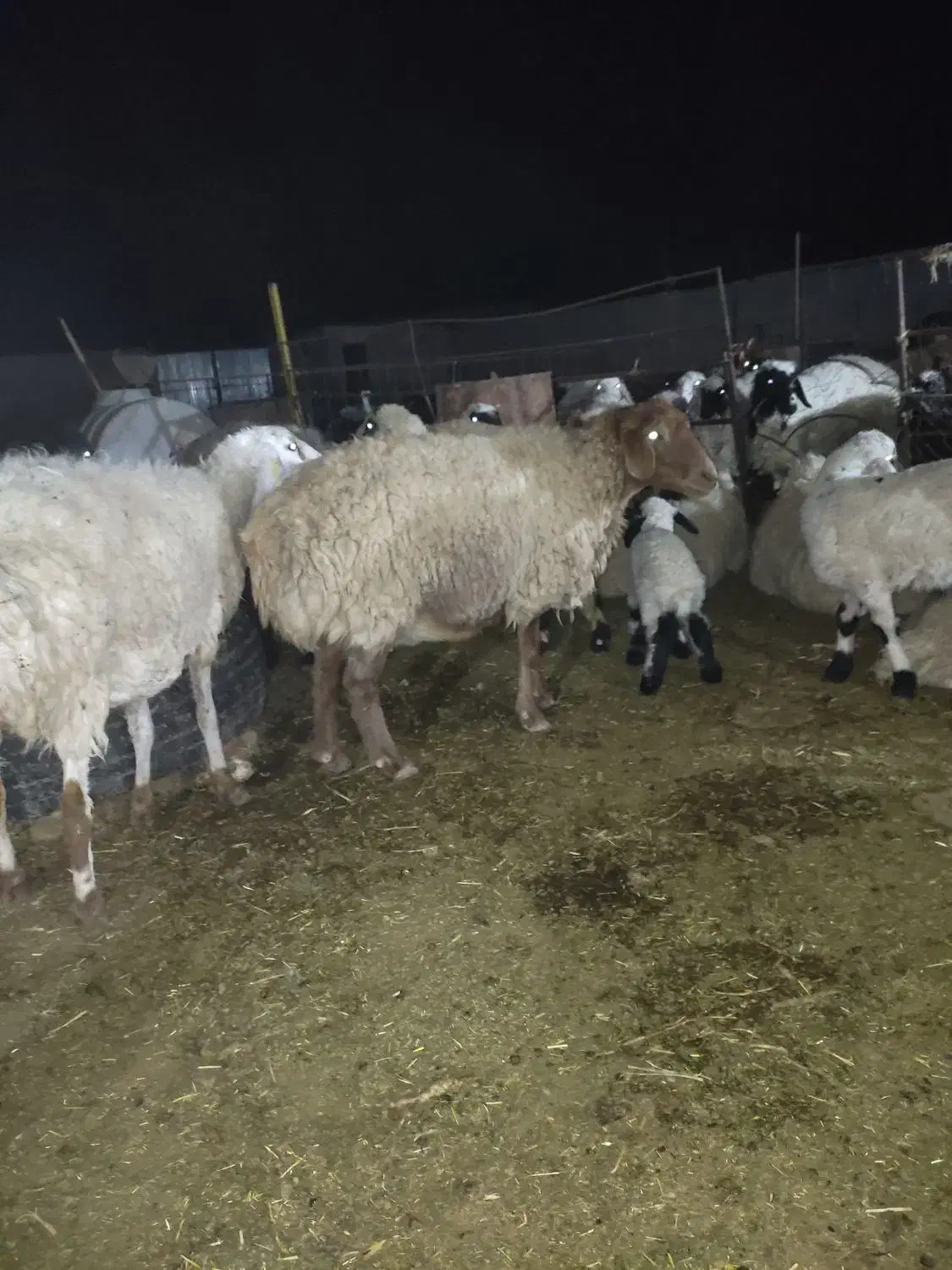 میش زاییده|حیوانات مزرعه|جلگه ماژان, |دیوار