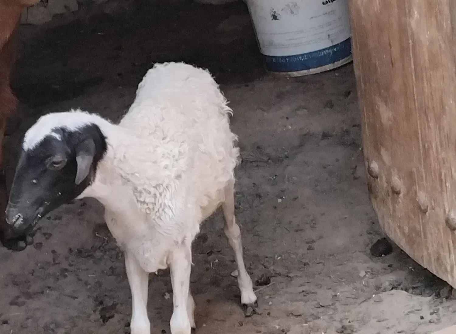 ۳عدد بز|حیوانات مزرعه|قشم, |دیوار