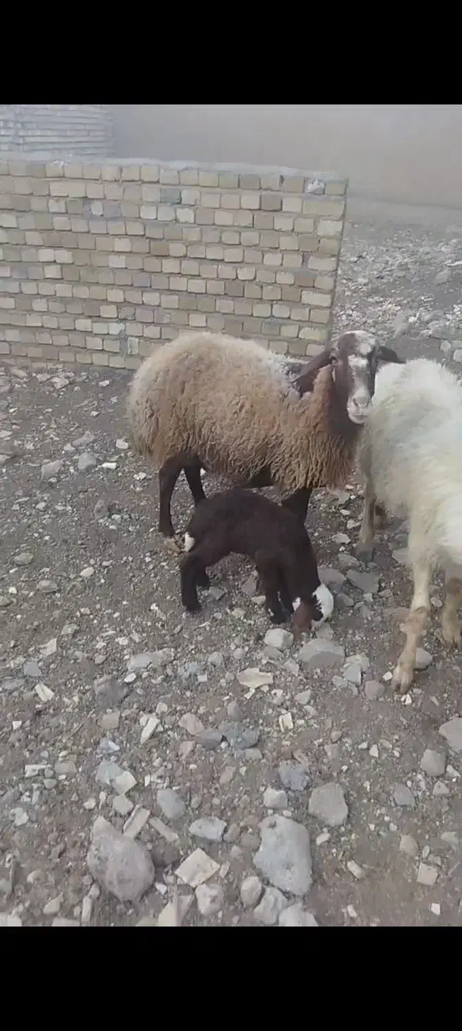 میش و بره|حیوانات مزرعه|بروجرد, |دیوار