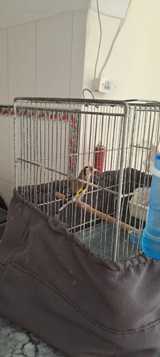 سره نر ه قیمت  ۳۵۰۰۰ تومان|پرنده|نسیم‌شهر, |دیوار