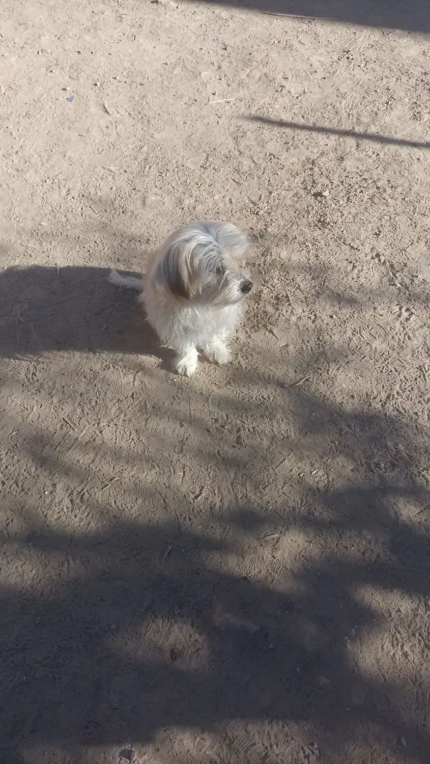 دوعددتوله به فروش میرسه به دلیل نداشتن مکان|سگ|سبزوار, رباط|دیوار