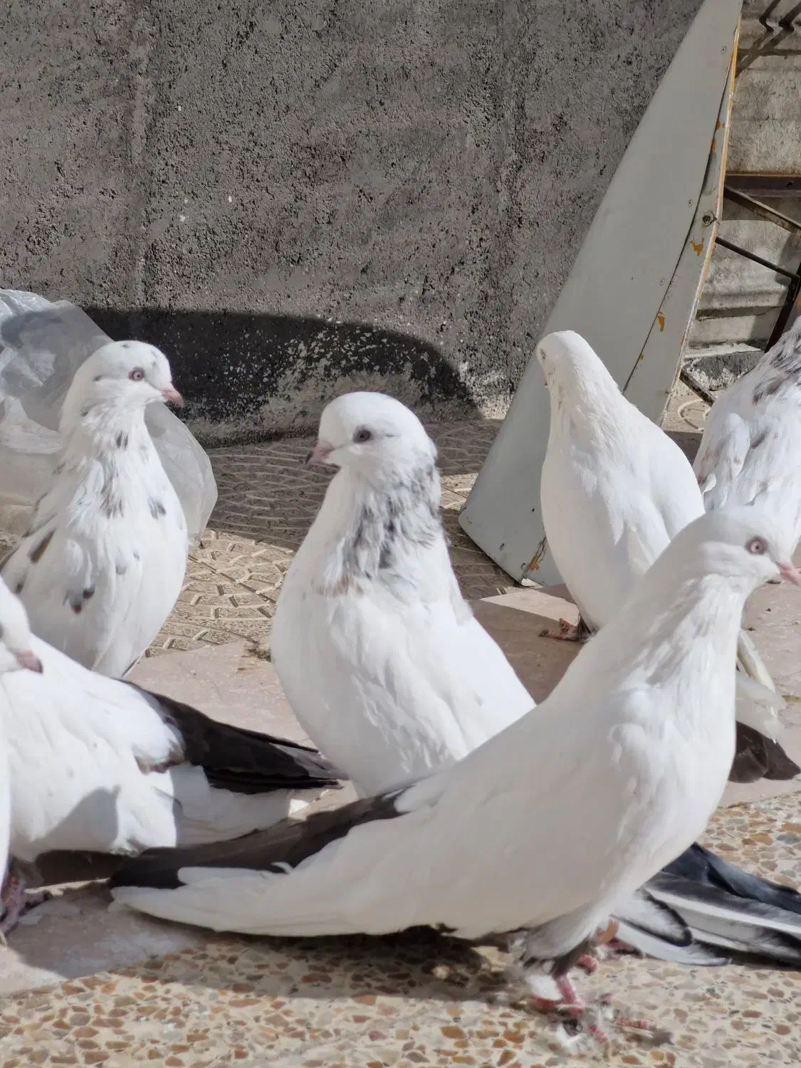 کبوتر دمبی|پرنده|میانه, |دیوار