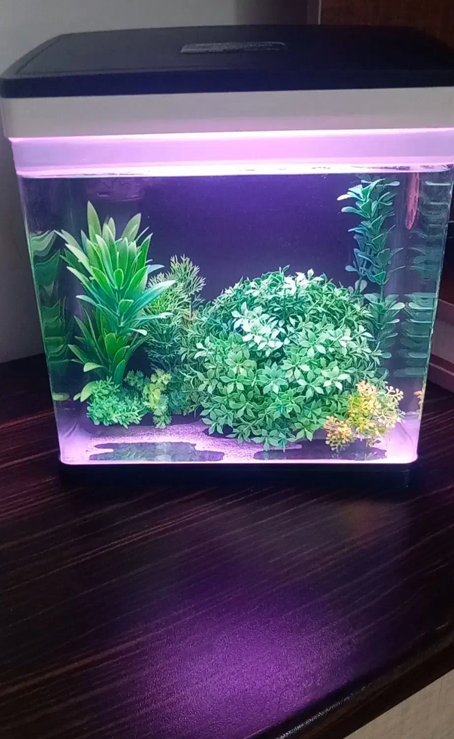 آکواریوم دلسا شرکتی|ماهی|بروجرد, |دیوار