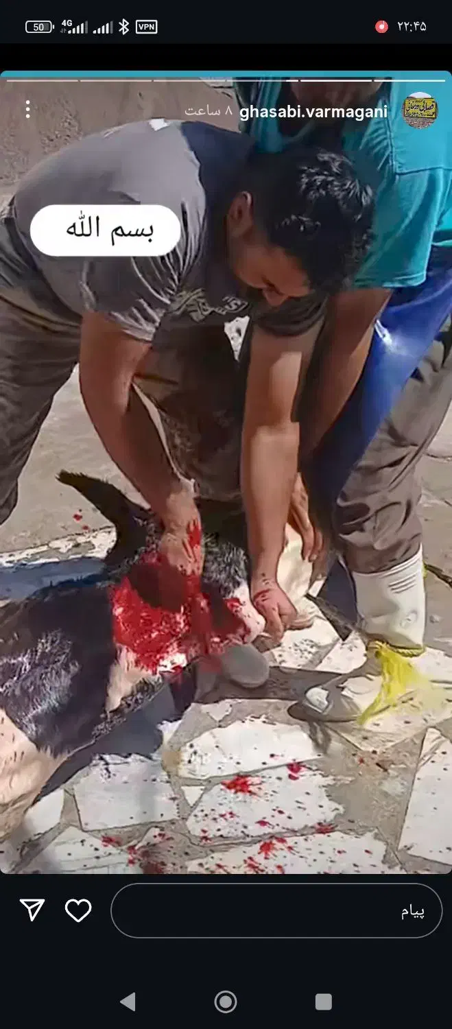 قصاب سیار|خدمات پیشه و مهارت|شیروان (خراسان), |دیوار