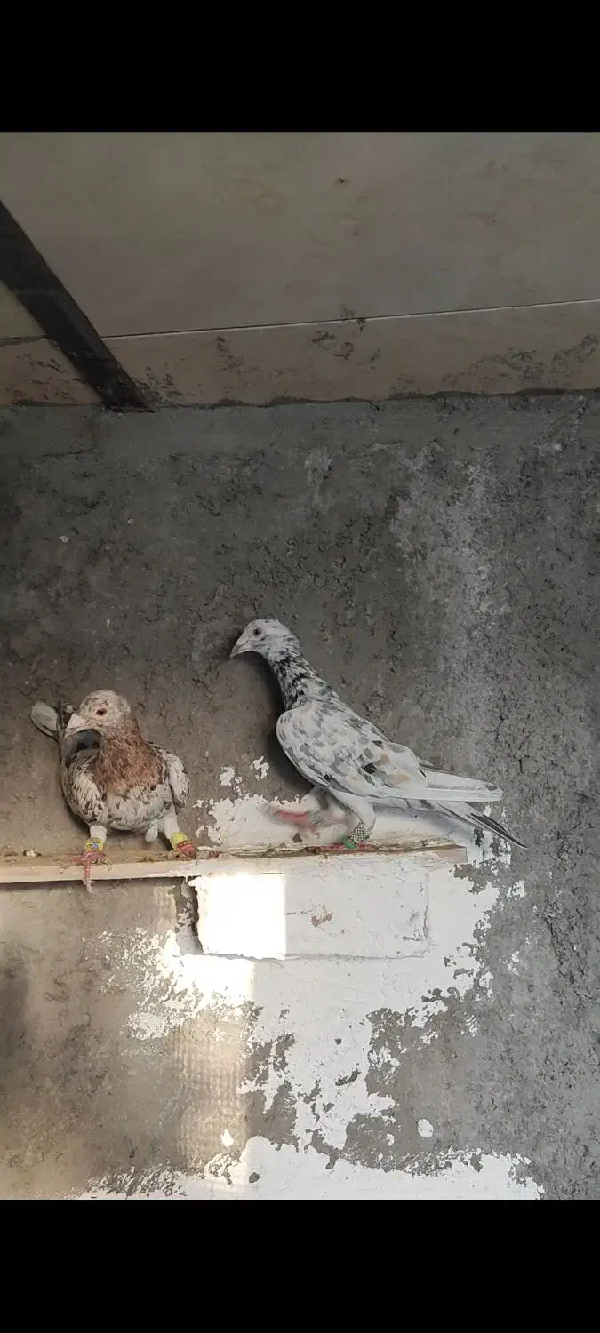 هفرنگ ماده خطی|پرنده|تاکستان, |دیوار