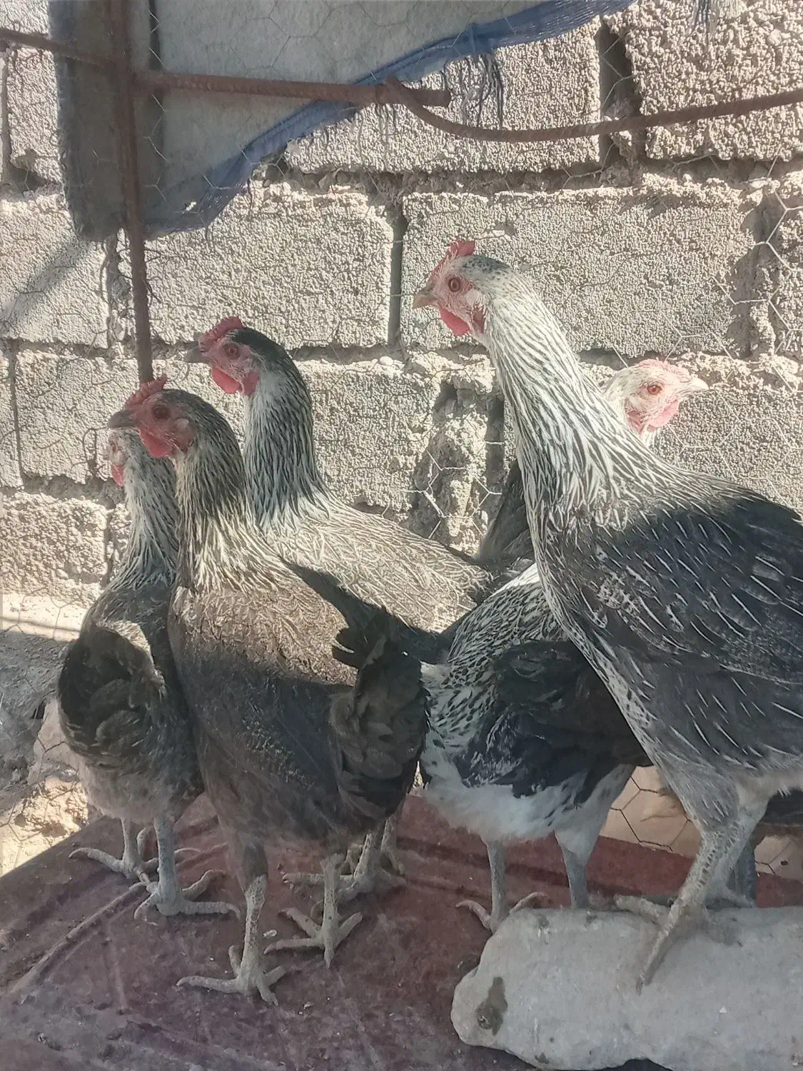 مرغ محلی|حیوانات مزرعه|نهبندان, |دیوار