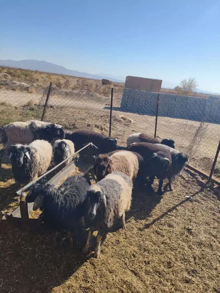 فروش بره|حیوانات مزرعه|نی‌ریز, |دیوار