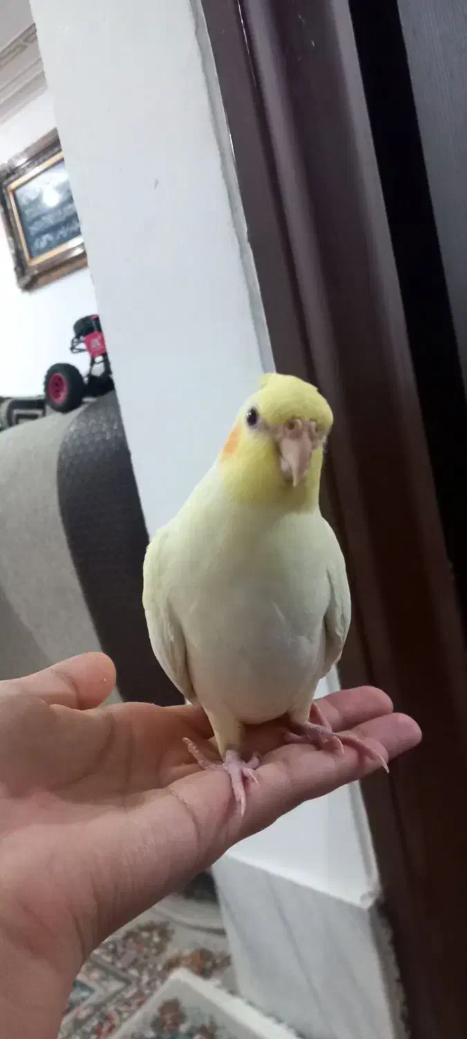 جوجه عروس هلندی|پرنده|دهگلان, |دیوار