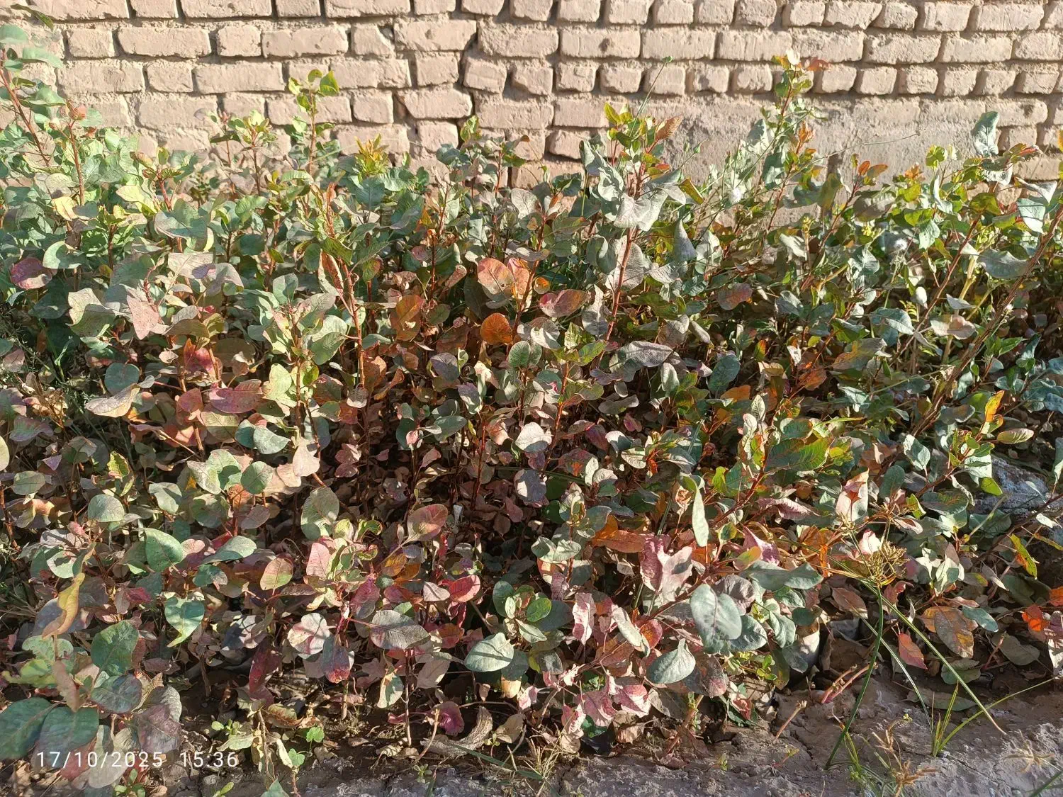 نهال پسته یکساله|خدمات باغبانی و درختکاری|شهرآباد, |دیوار