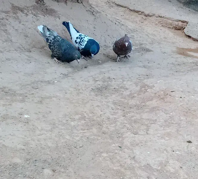 فروش پرنده|پرنده|پائین جام, |دیوار