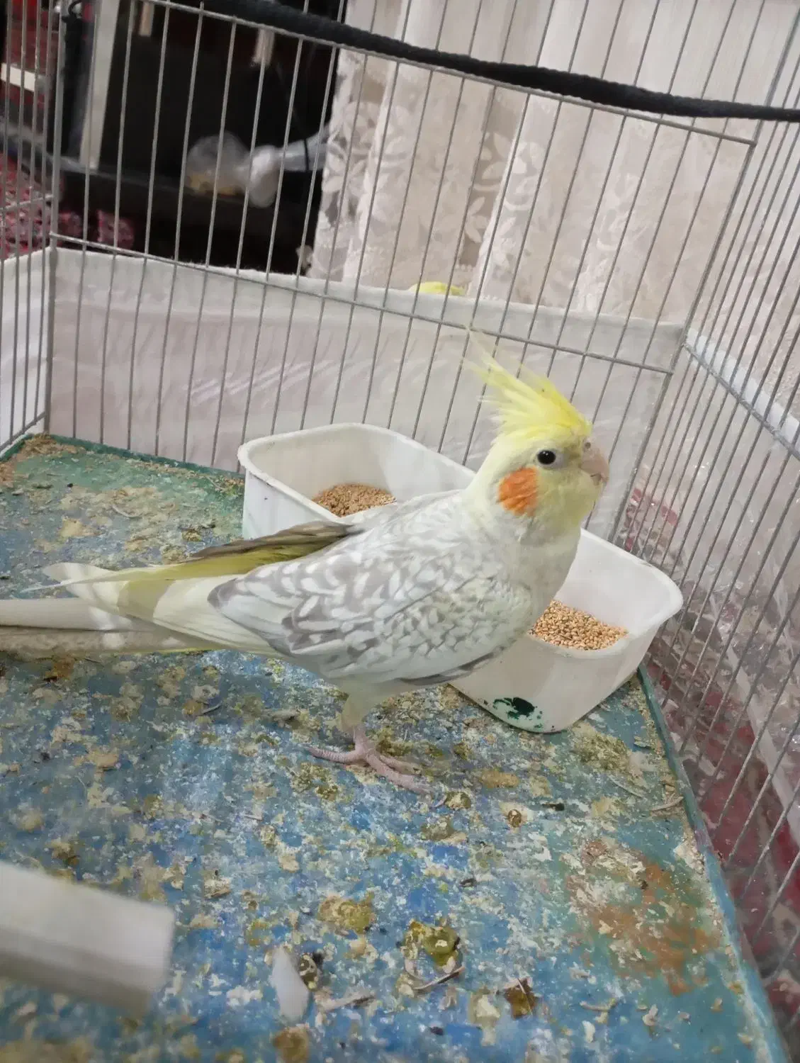 یک جفت عروس هلندی اهلی|پرنده|ملکان, |دیوار