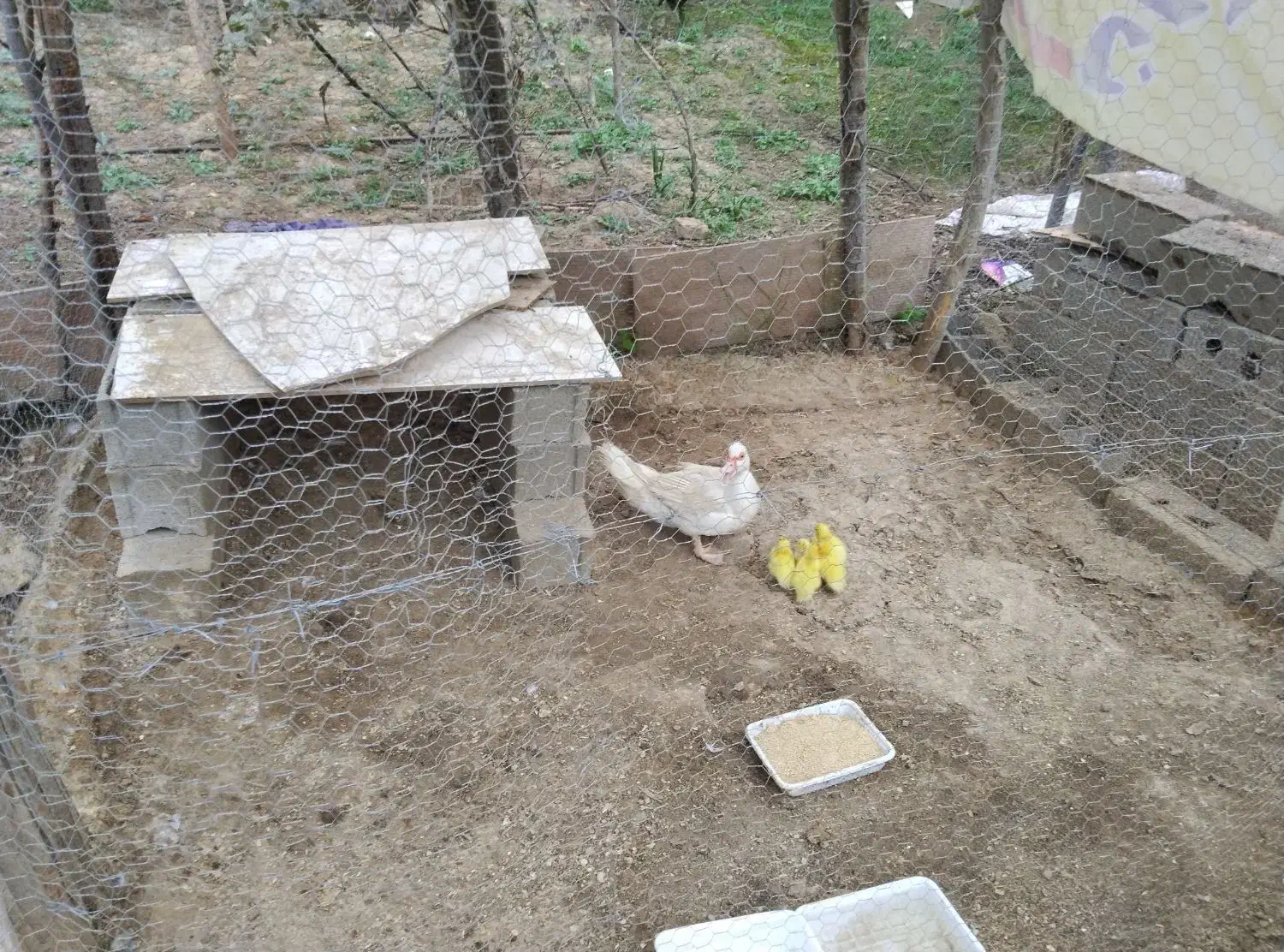 مادر و  ۵ تا  جوجه اردک  خارجی|حیوانات مزرعه|نکا, |دیوار