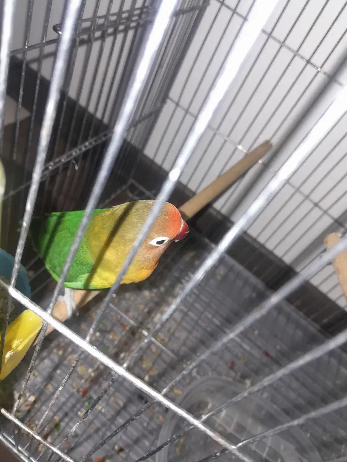 طوطی برزیلی|پرنده|رودهن, |دیوار