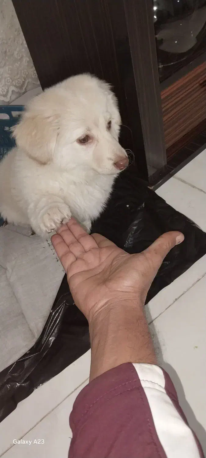 واگذاری سگ پاکوتاه|سگ|مشهد, طرق|دیوار