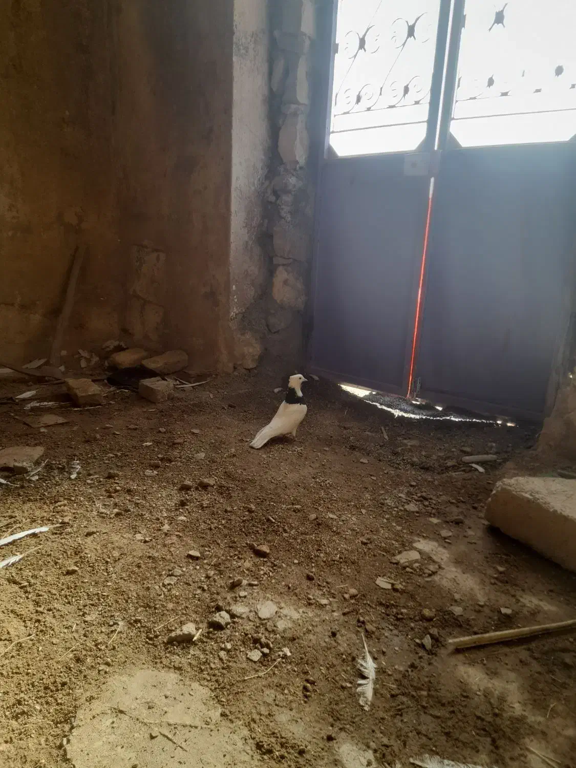 کبوتر طوقی|پرنده|ایلام, |دیوار