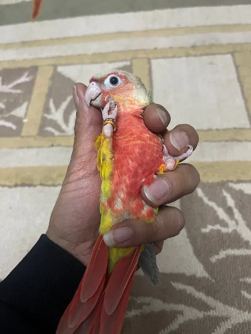 طوطی گرینچیک آناناسی|پرنده|بهبهان, |دیوار