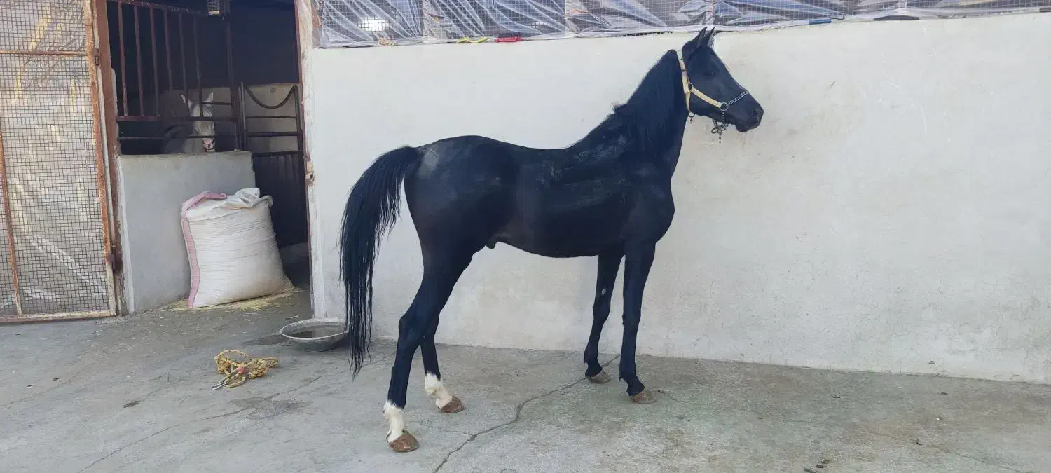 اسب نریان مشکی|اسب و تجهیزات اسبسواری|صحنه, |دیوار