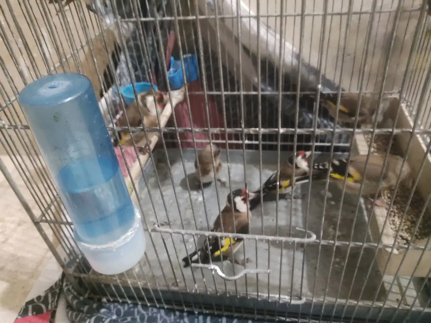 سهرپاییزیی دونه آب خورده|پرنده|بروجرد, |دیوار