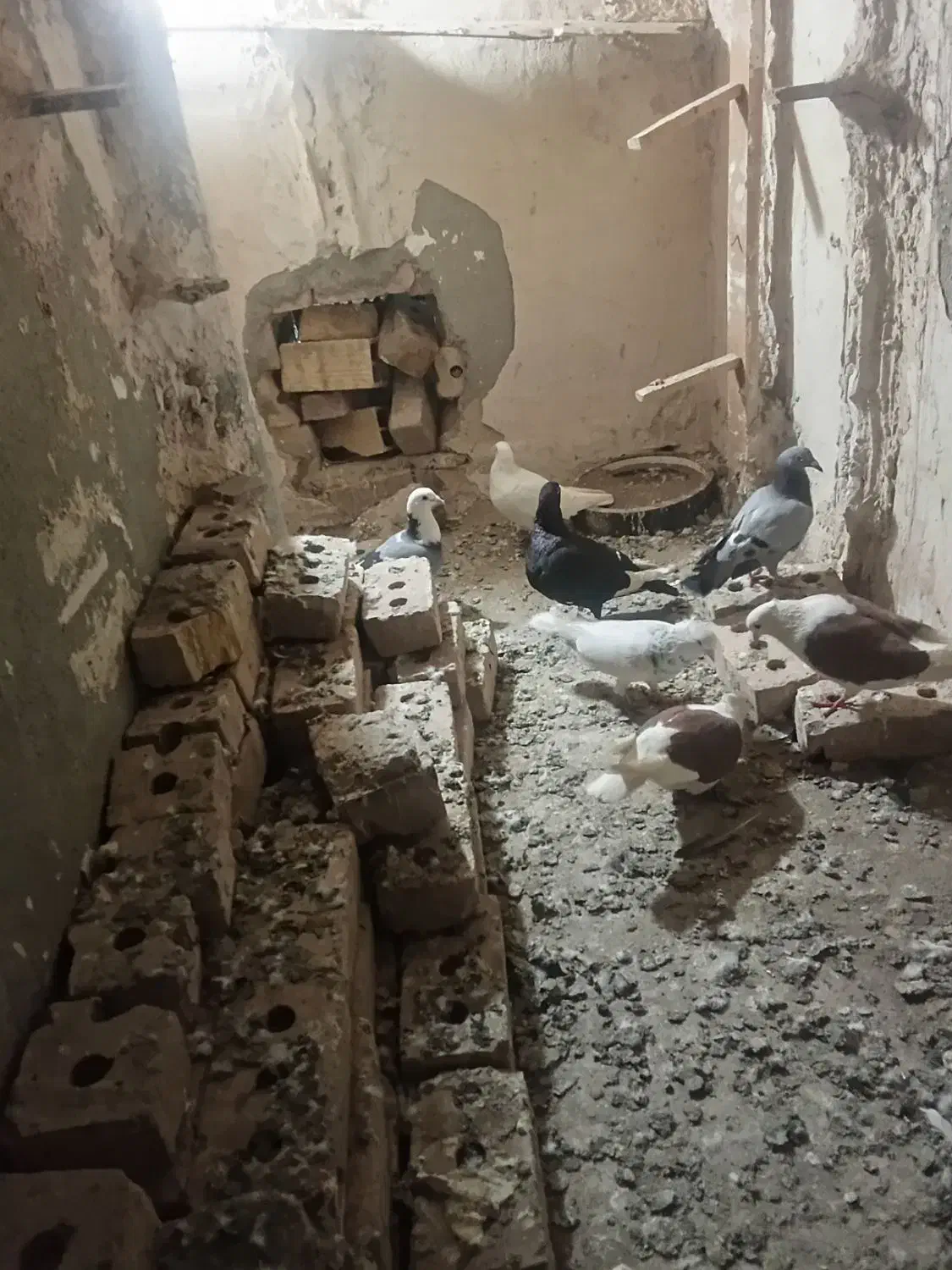 کبوتر|پرنده|نیشابور, رحمت آباد|دیوار