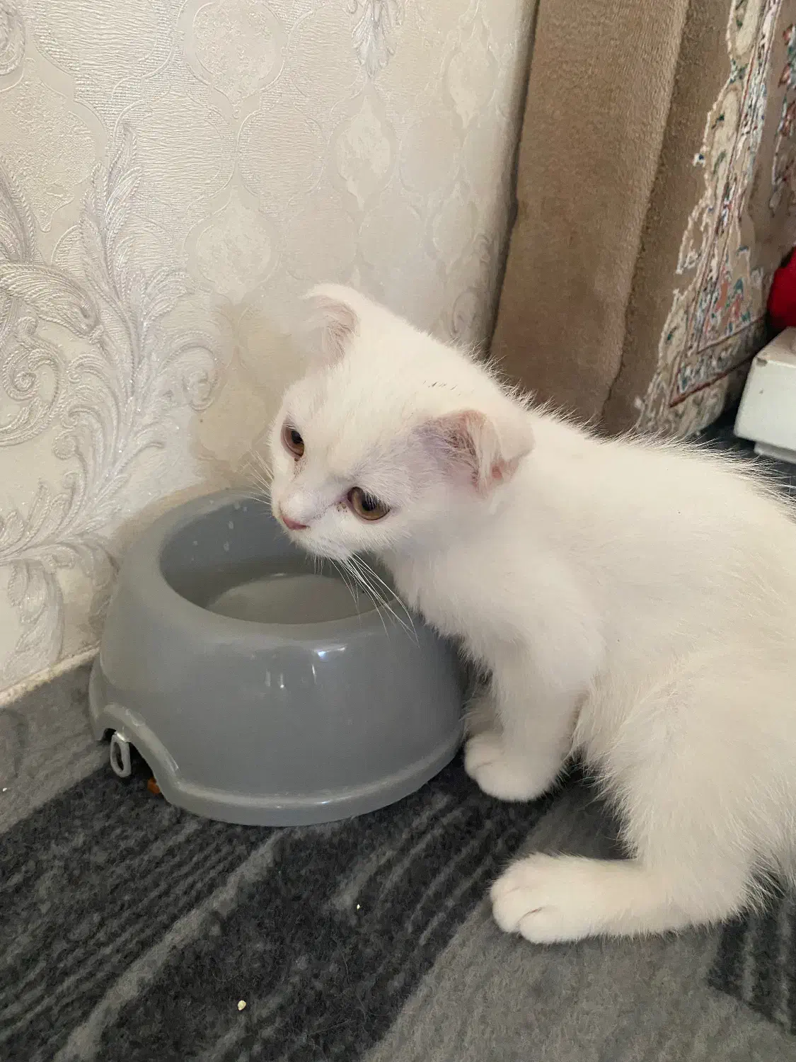 گربه اسکاتیش|گربه|تبریز, |دیوار