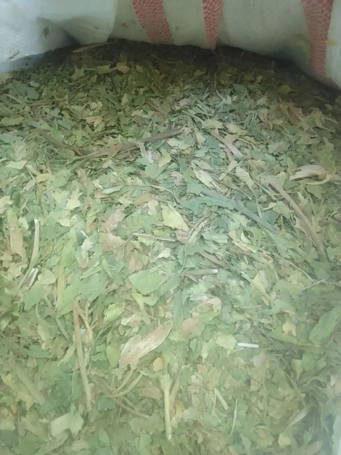 کرفس کوهی|خوردنی و آشامیدنی|فریدونشهر, |دیوار