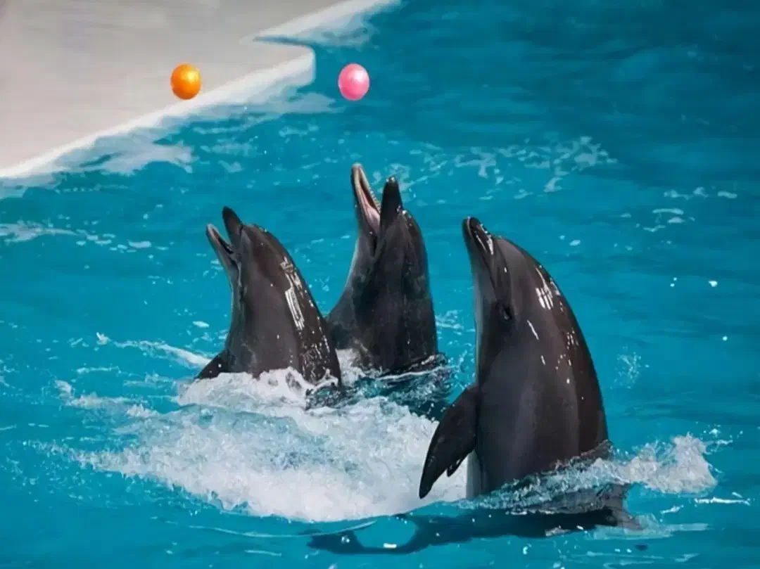 تور جزیره زیبای قشم اقساطی|تور و چارتر|قم, بلوار امین و ساحلی|دیوار