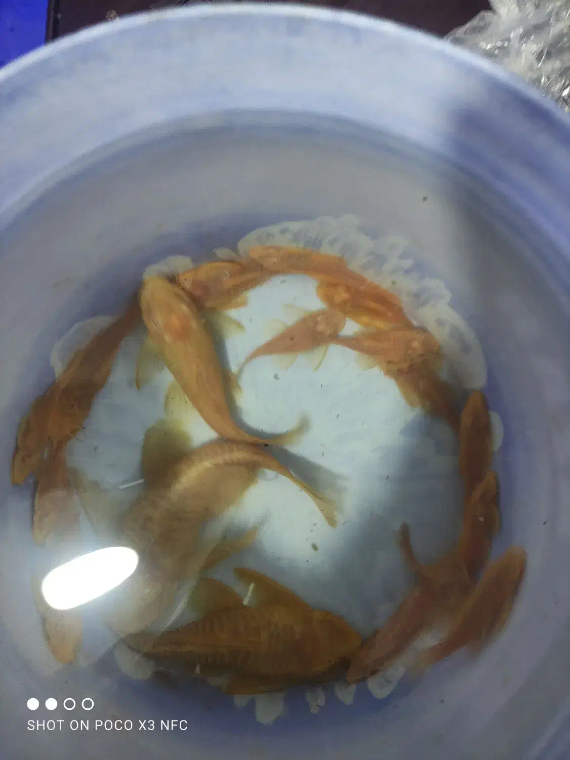 آکواریوم ماهی|ماهی|ارومیه, |دیوار