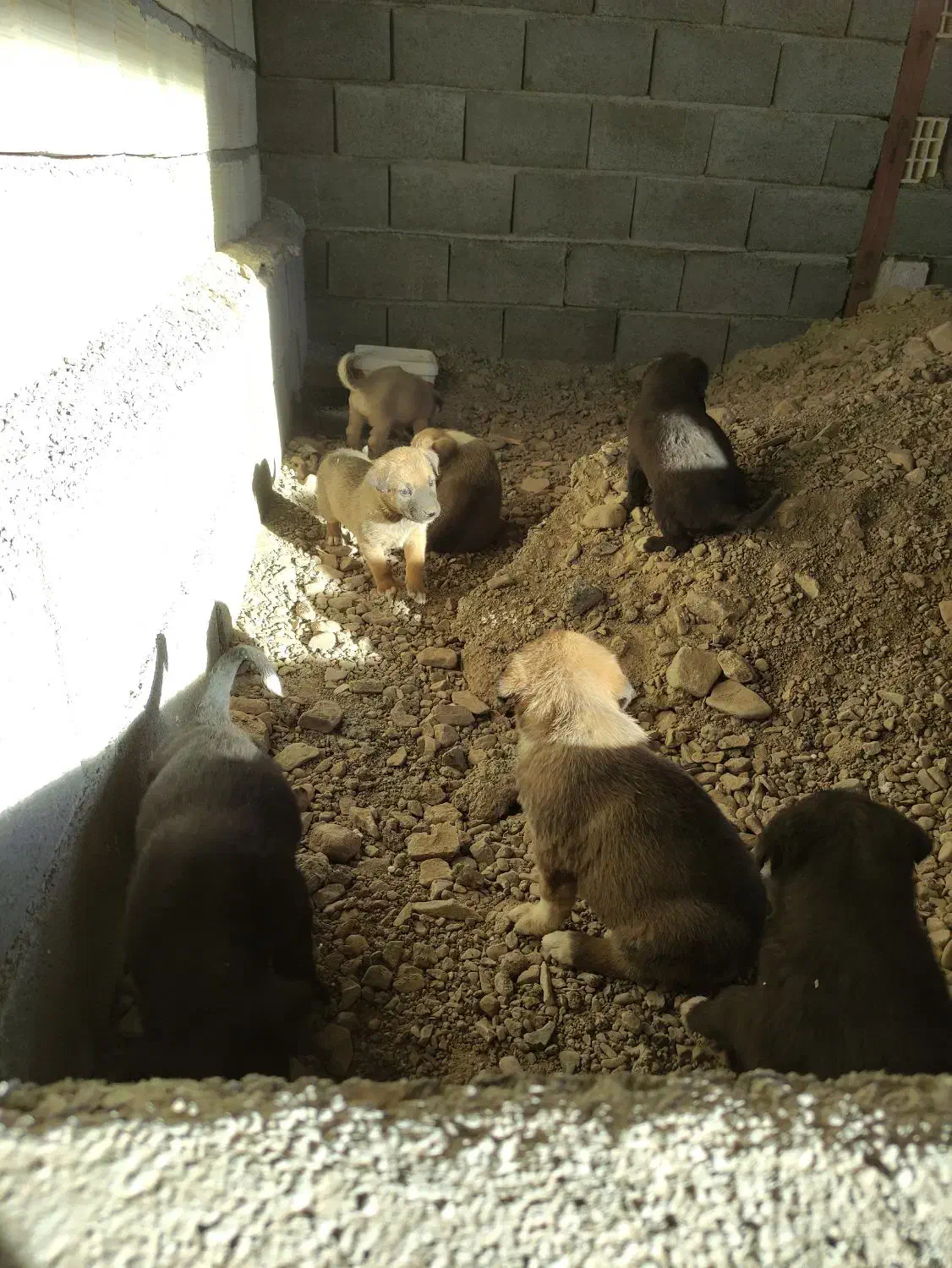 توله های بومی حسابی سالم ....|سگ|جعفرآباد, |دیوار