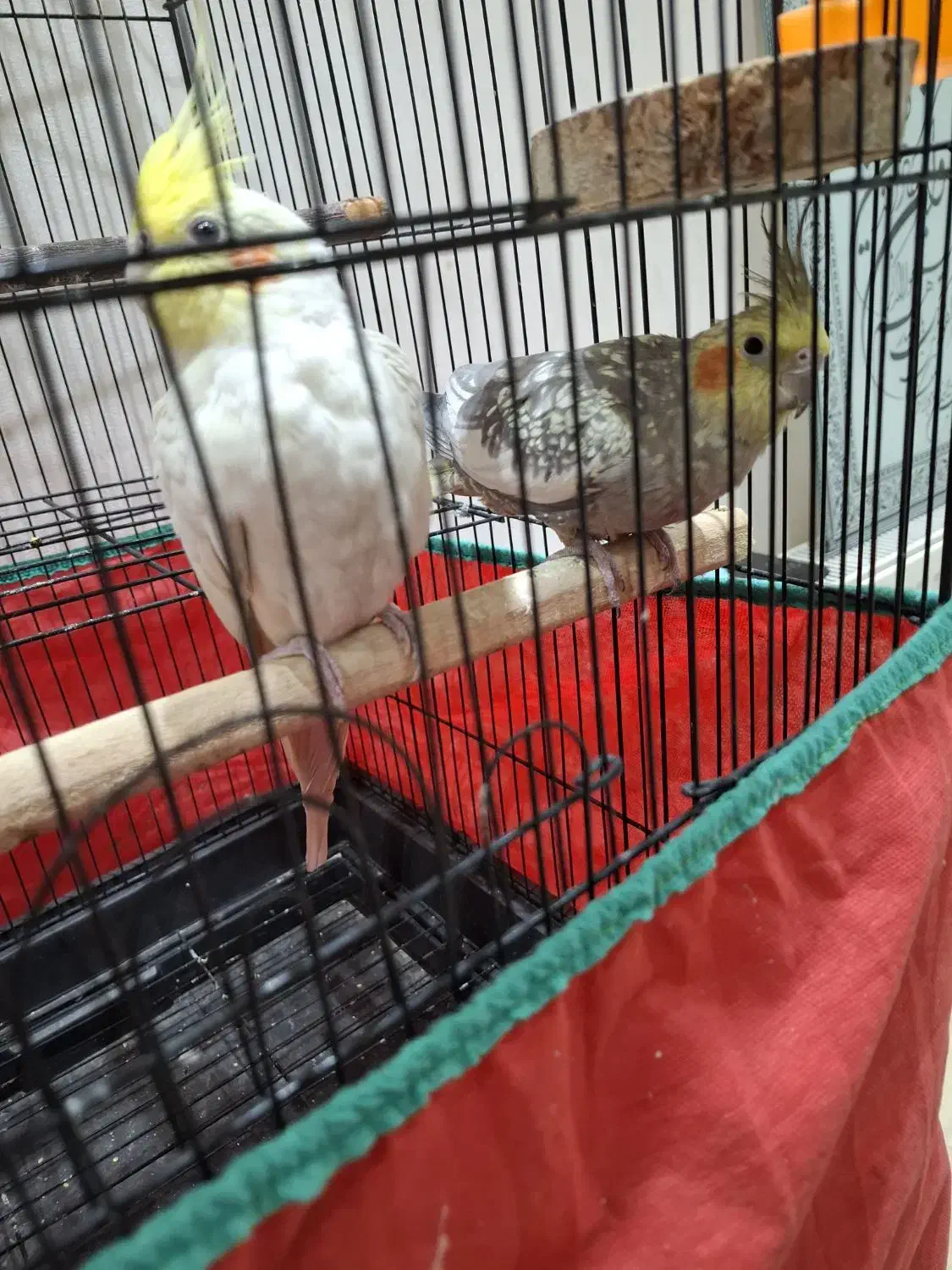 عروس هلندی|پرنده|ارومیه, |دیوار