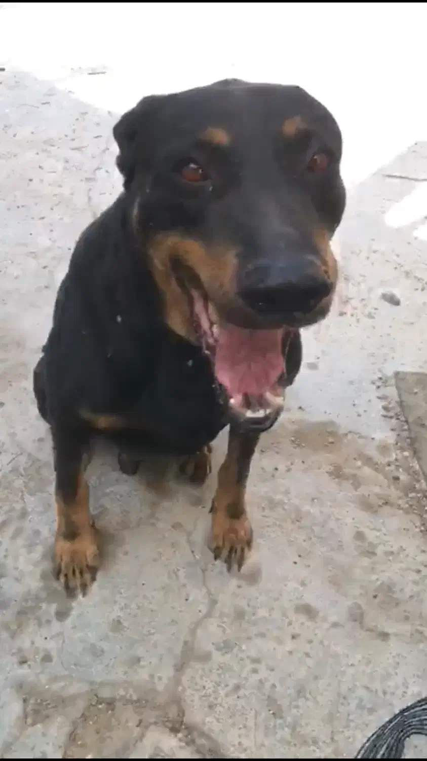 واگذاری سگ دوبرمن رایگان|سگ|شیراز, وحدت|دیوار