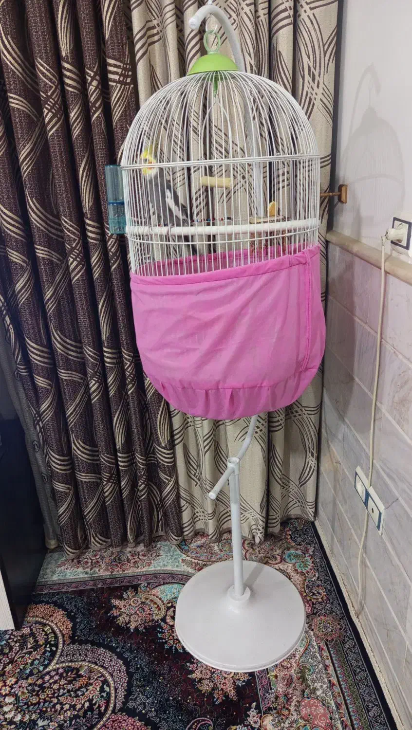 عروس هلندی|پرنده|قم, ولیعصر|دیوار