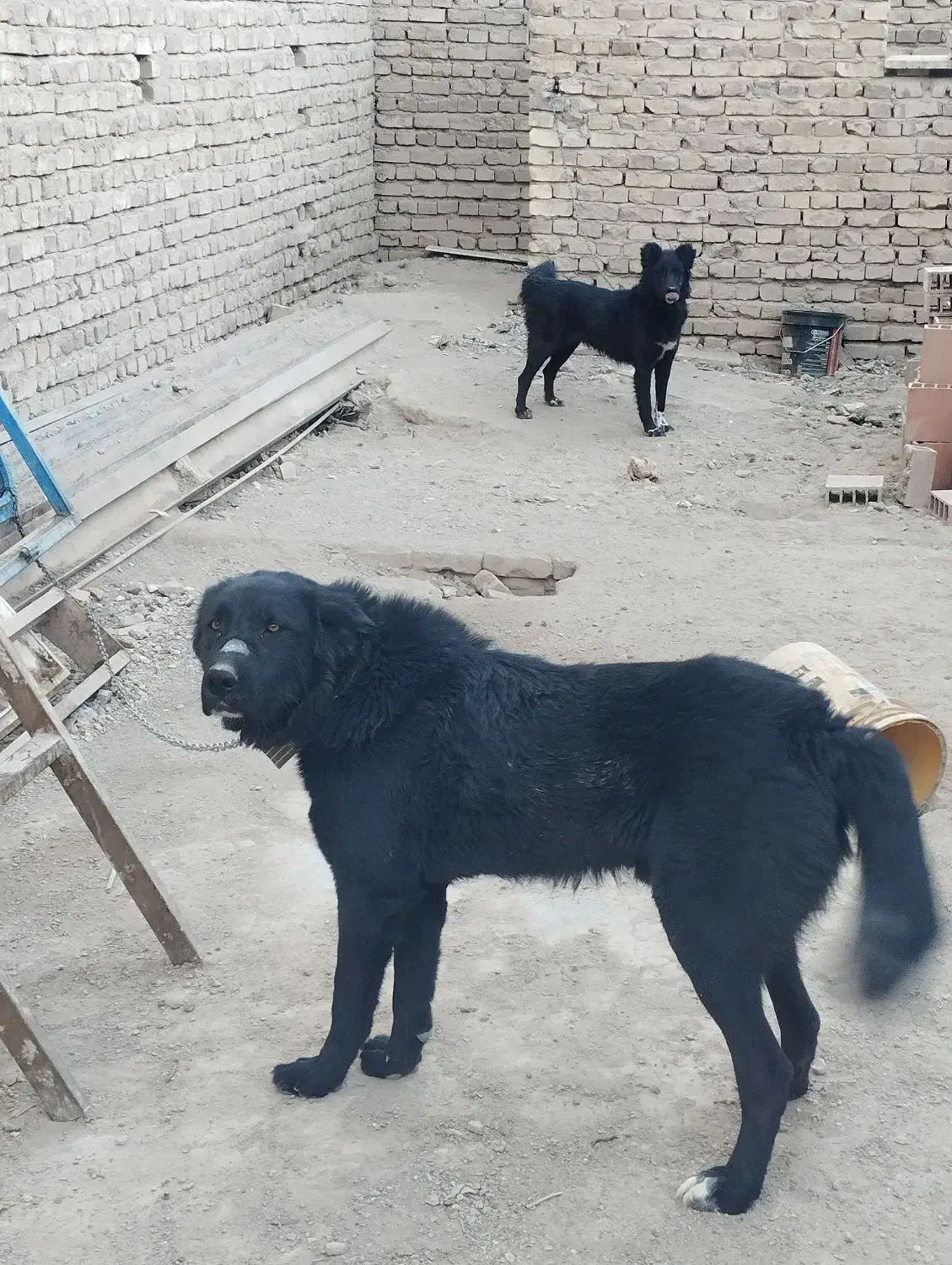 سگ قدرجونی|سگ|کرمان, |دیوار