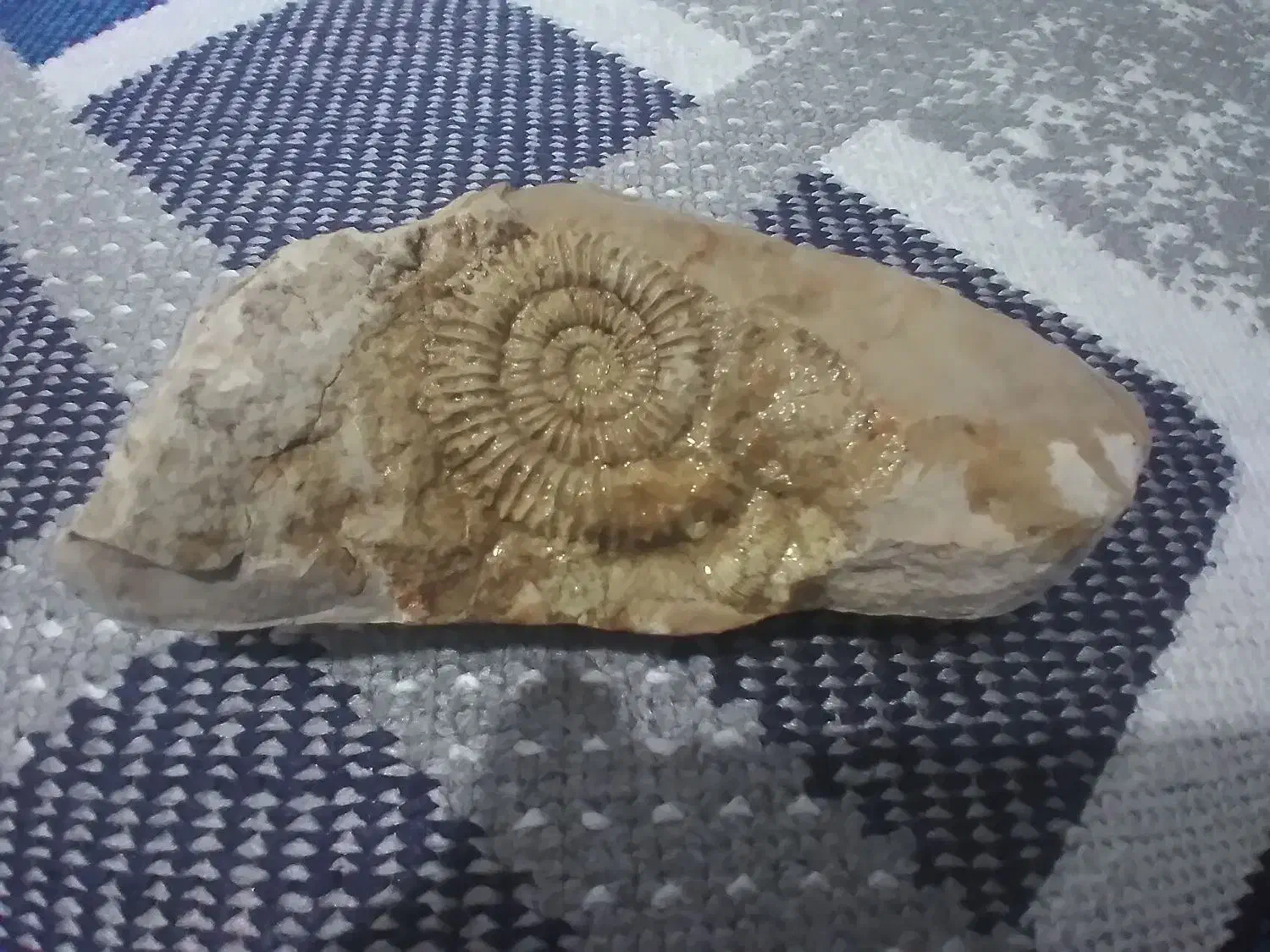 سنگ فسیل|جواهرات|گالیکش, |دیوار