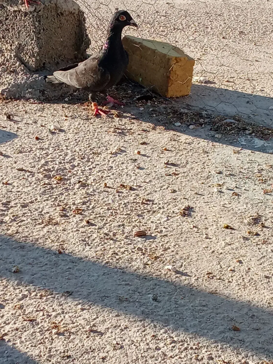 پلاکی و دورگ|پرنده|کازرون, |دیوار