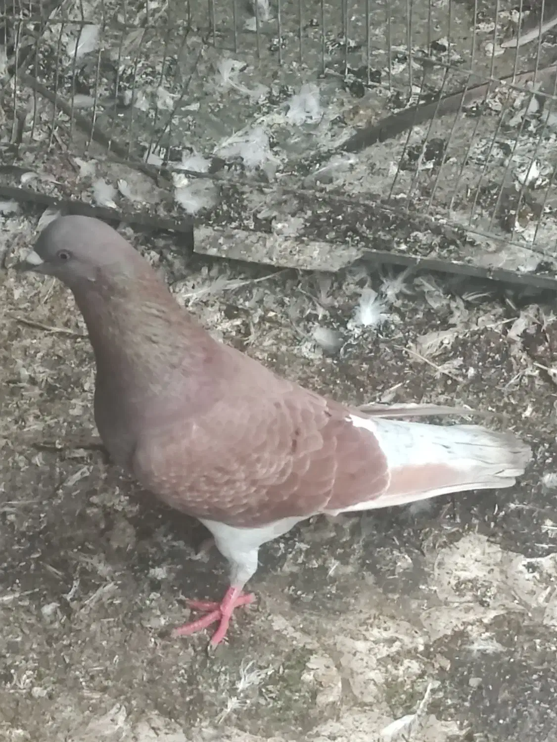 کبوتر نر قرمز|پرنده|علیآباد کتول, |دیوار