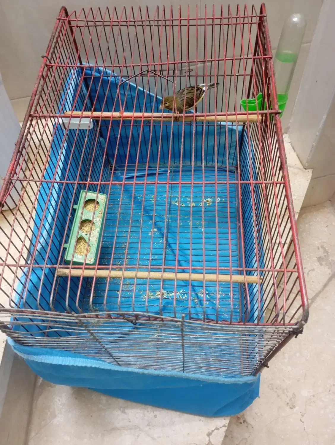 قناری بخون خش|پرنده|یزد, |دیوار