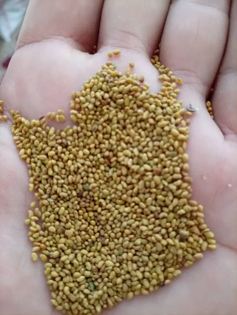 بذر یونجه محلی|خدمات باغبانی و درختکاری|رودخانه, |دیوار