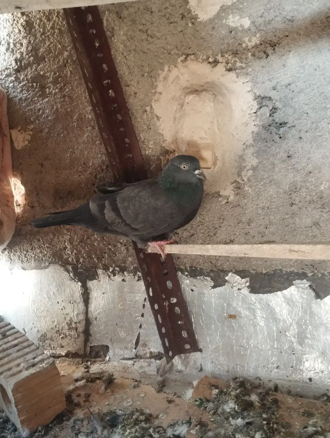 کفتر ماده|پرنده|مرودشت, بیست متری بیمارستان|دیوار