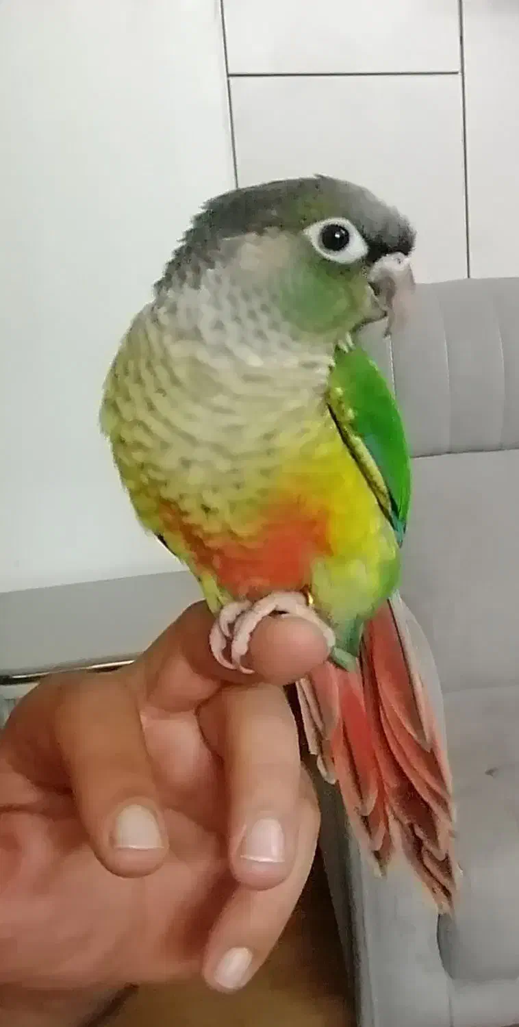 2عددگرینچیک|پرنده|پاکدشت, شهرک امام رضا|دیوار