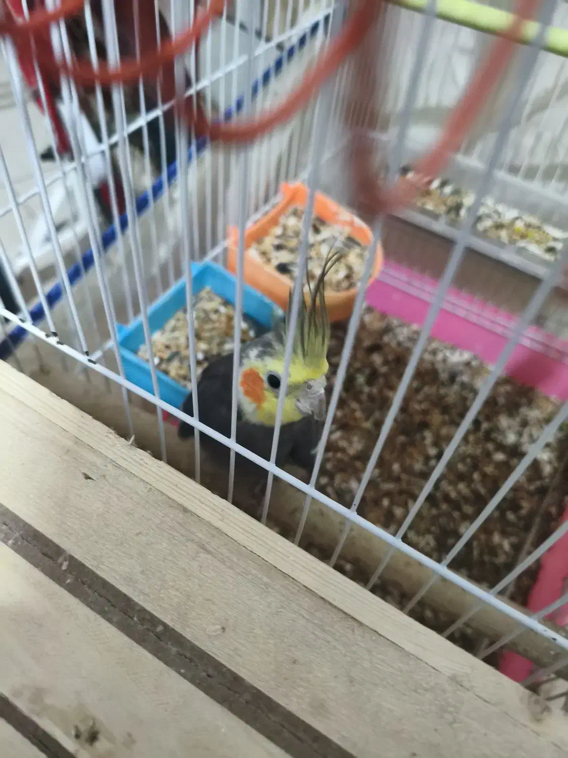 عروس هلندی جفت با قفس|پرنده|بندرعباس, |دیوار