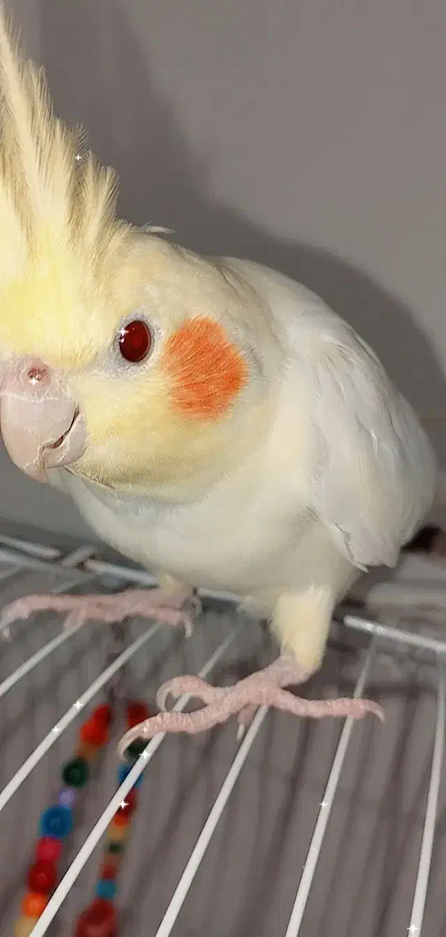 سه عدد عروس هلندی بالغ|پرنده|اهواز, پردیس|دیوار