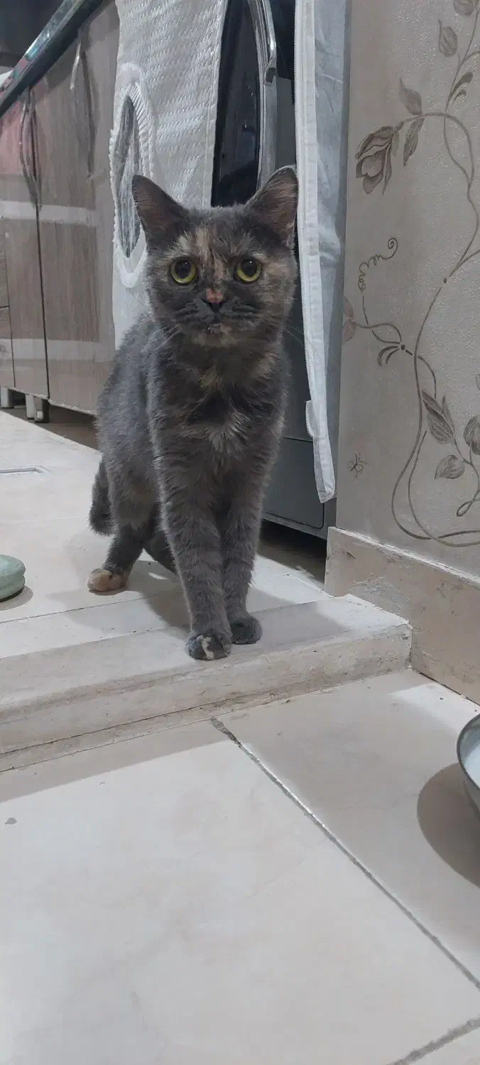 گربه نژاد دار|گربه|اراک, |دیوار