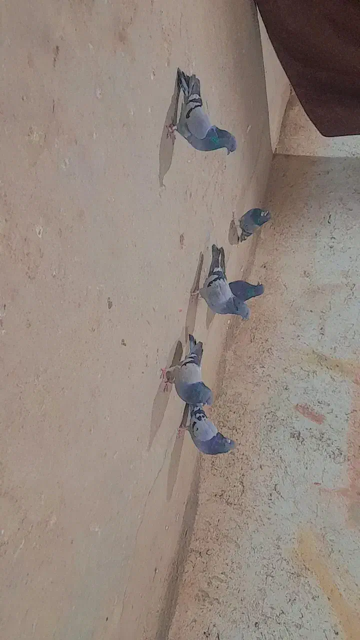 کبوتر پر|پرنده|بروجن, |دیوار