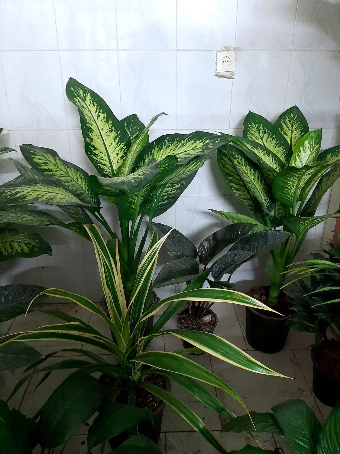 گل آپارتمانی مناسب روز مادر|گل و گیاه طبیعی|بیرجند, |دیوار