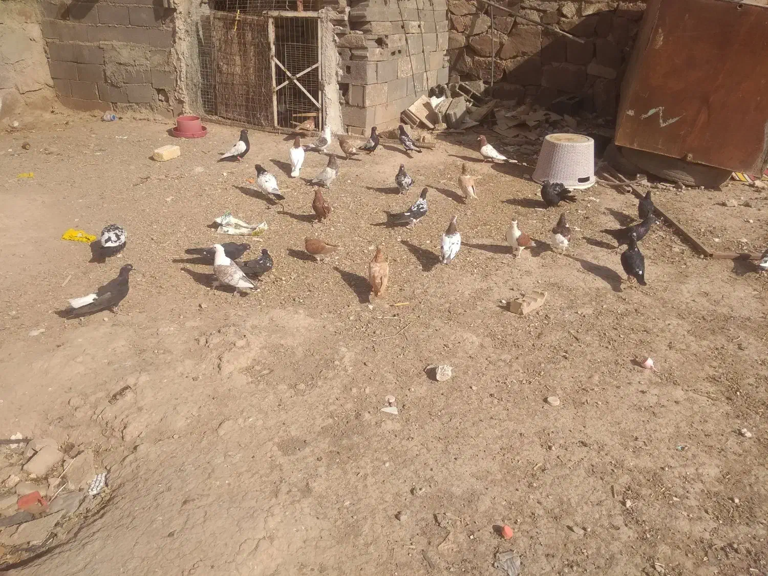 کبوتر|پرنده|رادکان, |دیوار