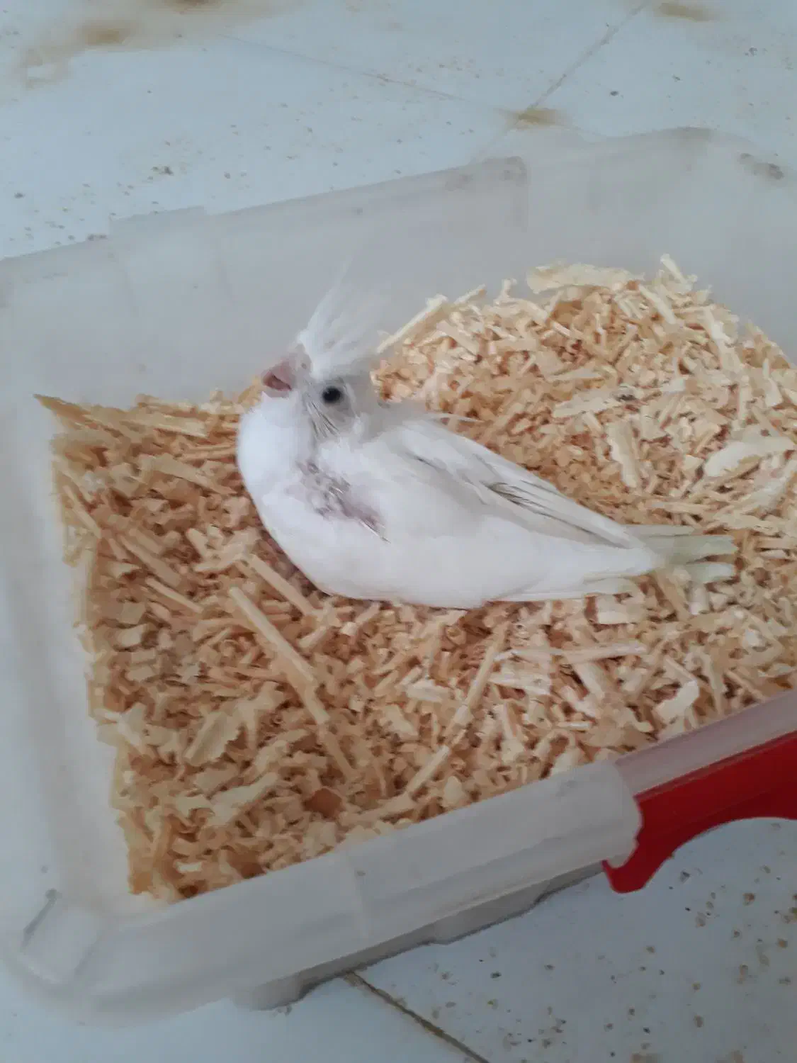 عروس سرلاکی|پرنده|قشم, |دیوار