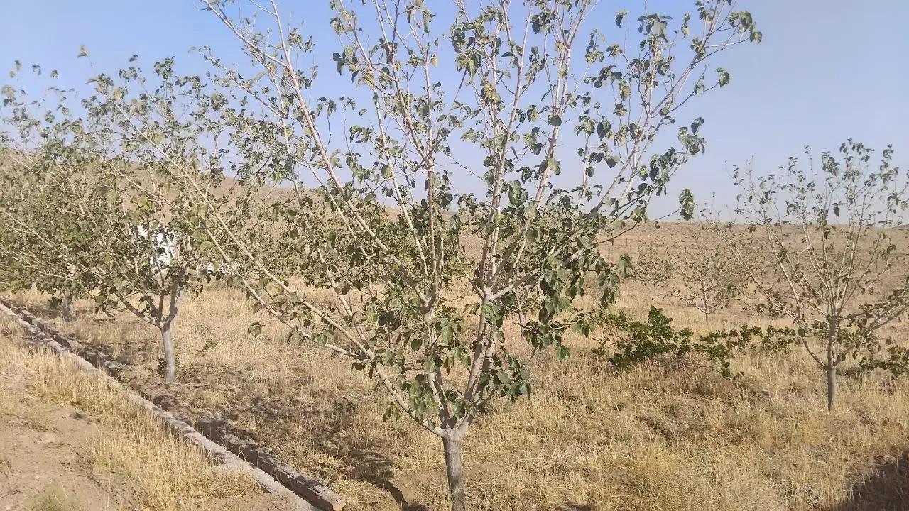 باغ دستجرد روستای سفیدآله قیمت مفت زدم|فروش خانه و ویلا|قم, آزادگان|دیوار