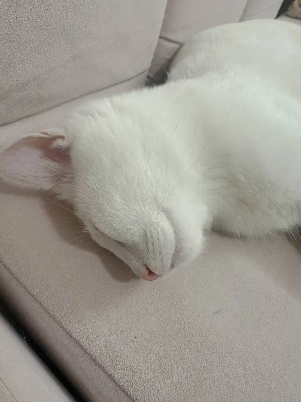 گربه نر|گربه|یزد, |دیوار