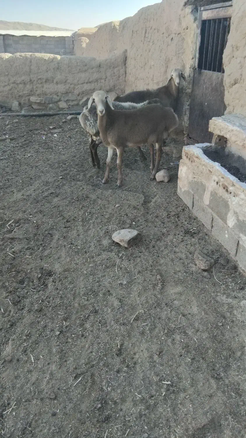 سه عدد بره نر|حیوانات مزرعه|تربت جام, جامرود|دیوار